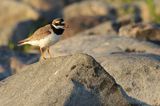 Sieweczka obrożna, Charadrius hiaticula