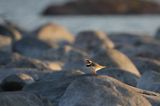 Sieweczka obrożna, Charadrius hiaticula