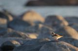 Sieweczka obrożna, Charadrius hiaticula