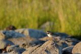 Sieweczka obrożna, Charadrius hiaticula