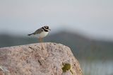 Sieweczka obrożna, Charadrius hiaticula