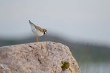 Sieweczka obrożna, Charadrius hiaticula