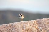 Sieweczka obrożna, Charadrius hiaticula