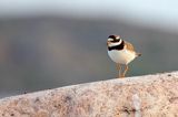 Sieweczka obrożna, Charadrius hiaticula