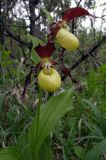 obuwik pospolity Cypripedium calceolus Ponidzie rezerwat 'Grabowiec'