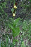 obuwik pospolity Cypripedium calceolus Ponidzie rezerwat 'Grabowiec'