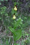 obuwik pospolity Cypripedium calceolus Ponidzie rezerwat 'Grabowiec'