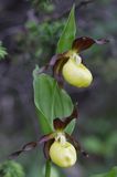 obuwik pospolity Cypripedium calceolus Ponidzie rezerwat 'Grabowiec'