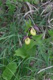 obuwik pospolity Cypripedium calceolus Ponidzie rezerwat 'Grabowiec'