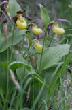 obuwik pospolity Cypripedium calceolus Ponidzie rezerwat 'Grabowiec'