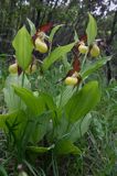 obuwik pospolity Cypripedium calceolus Ponidzie rezerwat 'Grabowiec'