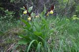 obuwik pospolity Cypripedium calceolus Ponidzie rezerwat 'Grabowiec'