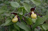 obuwik pospolity Cypripedium calceolus Ponidzie rezerwat 'Grabowiec'