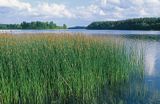 oczeret jeziorny Schoenoplectus lacustris) jezioro Wdzydze