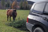 hucuł i gałęzie za samochodem wiezione do zamaskowania czatowni