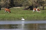 czapla biała, Casmerodius albus, Ardea alba, Egretta alba i krowy na brzegu Odry