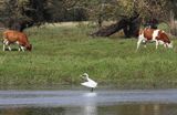 czapla biała, Casmerodius albus, Ardea alba, Egretta alba i krowy na brzegu Odry