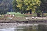 owce nad rzeką koło Ratzdorf, rzeka Odra