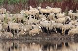 owce nad rzeką koło Słubic, rzeka Odra