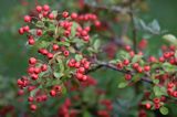 Pyracantha coccinea ognik szkarłatny) , liście i owoce