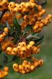 Pyracantha coccinea ognik szkarłatny) , liście i owoce