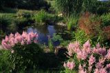 ogród, oczko wodne, tawułka, astilbe