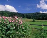 Wiejski ogródek, Żłobek, Bieszczady