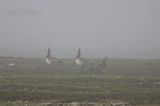 bernikle białolice /Branta leucopsis/ w rezerwacie przyrody na południu wyspy, wyspa Oland, Szwecja