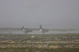 bernikle białolice /Branta leucopsis/ w rezerwacie przyrody na południu wyspy, wyspa Oland, Szwecja