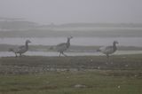 bernikle białolice /Branta leucopsis/ w rezerwacie przyrody na południu wyspy, wyspa Oland, Szwecja