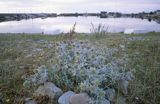 Sandvik, Olandia, Szwecja. Mikołajek nadmorski Eryngium maritimum