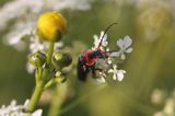 omomiłek szary Cantharis fusca