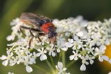 omomiłek szary Cantharis fusca