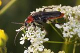 omomiłek szary Cantharis fusca