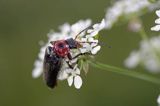 omomiłek szary Cantharis fusca