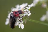 omomiłek szary Cantharis fusca