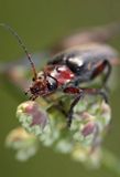 omomiłek szary Cantharis fusca