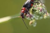 omomiłek szary Cantharis fusca