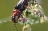 omomiłek szary Cantharis fusca