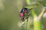 omomiłek szary Cantharis fusca