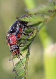 omomiłek szary Cantharis fusca