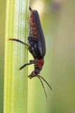 omomiłek szary Cantharis fusca