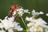 omomiłek szary Cantharis fusca