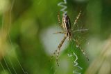 pająk tygrzyk paskowany, Argiope bruennichi