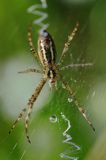 pająk tygrzyk paskowany, Argiope bruennichi