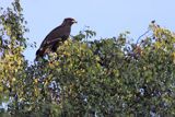 Orlik krzykliwy, Aquila pomarina