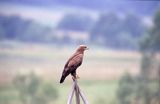 Orlik krzykliwy, Aquila pomarina