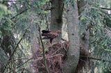 Gniazdo orlika krzykliwego, Aquila pomarina