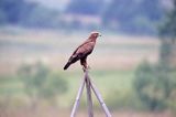 Orlik krzykliwy, Aquila pomarina