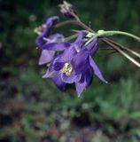 orlik pospolity Aquilegia vulgaris)